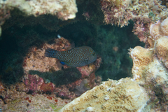 Canthigaster amboinensis