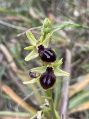 Ophrys sphegodes gortynia