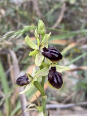 Ophrys sphegodes gortynia