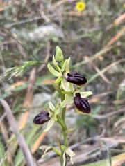 Ophrys sphegodes gortynia