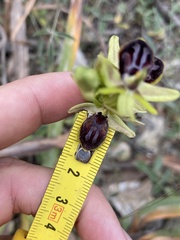 Ophrys sphegodes gortynia