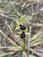 Ophrys sphegodes gortynia