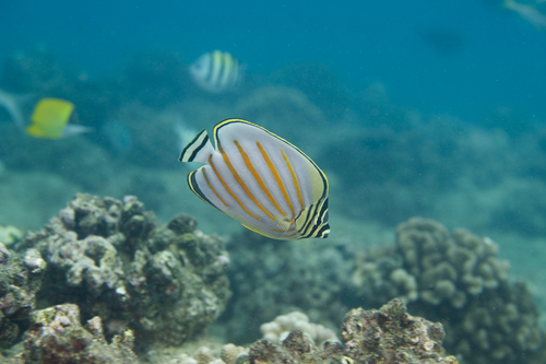 Ornate butterflyfish (Chaetodon ornatissimus) — Chaetodontidae