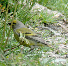 Carduelis citrinella