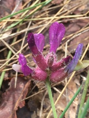 Astragalus vesicarius