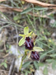 Ophrys sphegodes gortynia