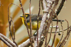 Myioborus melanocephalus