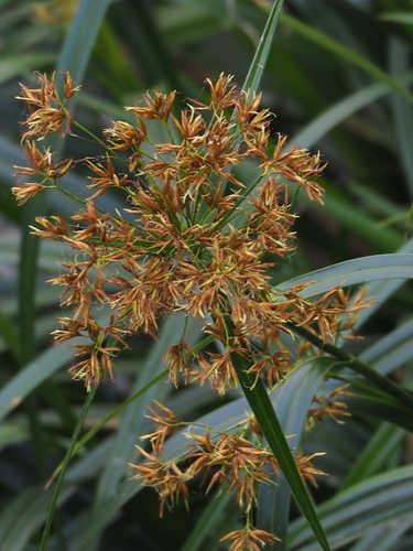 Rhynchospora corymbosa iNat (1)