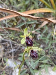 Ophrys sphegodes gortynia