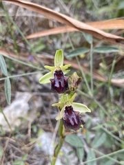 Ophrys sphegodes gortynia