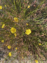 Crocanthemum aldersonii