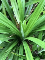 Pandanus amaryllifolius