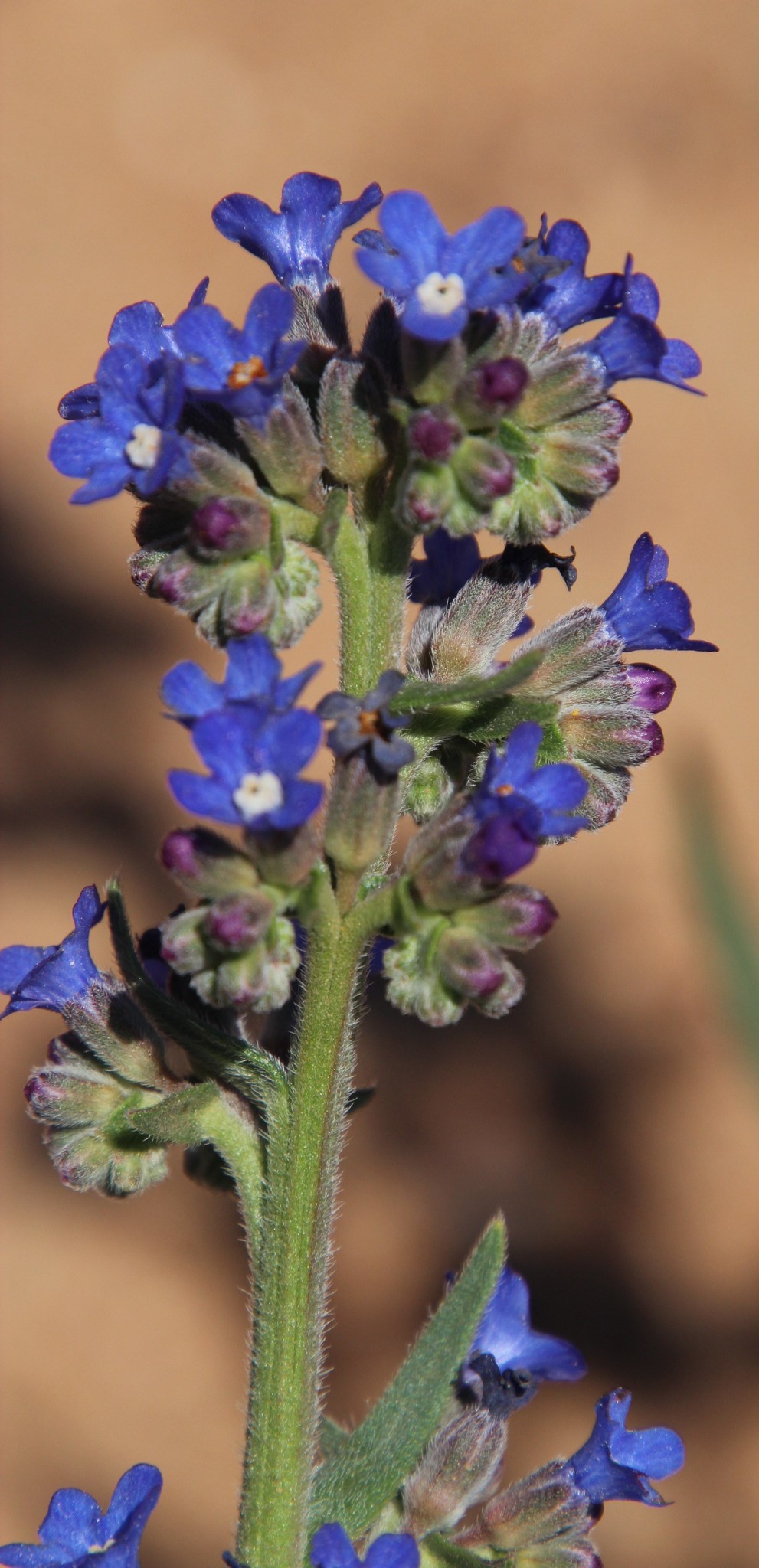 Anchusa capensis