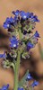 Cape Alkanet - Photo (c) Tony Rebelo, some rights reserved (CC BY-SA), uploaded by Tony Rebelo