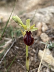 Ophrys sphegodes gortynia