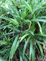 Pandanus amaryllifolius