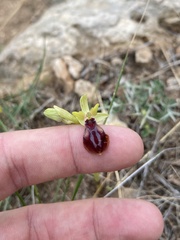 Ophrys sphegodes gortynia