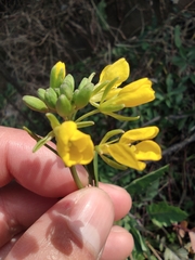 Brassica rapa