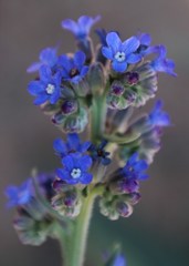 Anchusa capensis