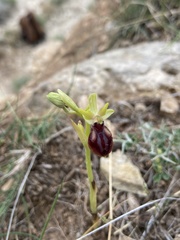 Ophrys sphegodes gortynia