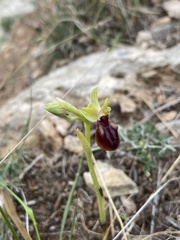 Ophrys sphegodes gortynia