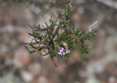 Muraltia rhamnoides