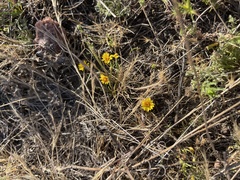 Pentachaeta aurea aurea