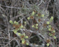 Oedera genistifolia