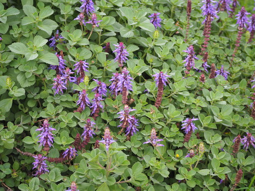 Coleus amboinicus