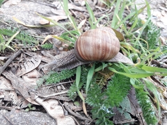 Helix pomatia