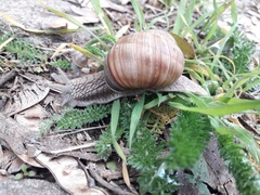 Helix pomatia