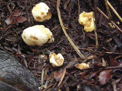 Russula osphranticarpa