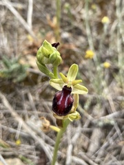 Ophrys sphegodes gortynia