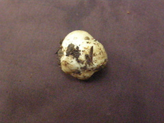 Russula osphranticarpa