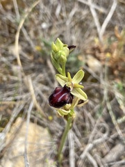 Ophrys sphegodes gortynia