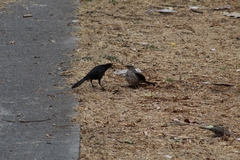 Toxostoma curvirostre