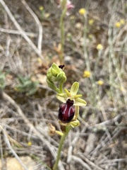 Ophrys sphegodes gortynia