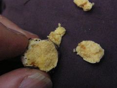 Russula osphranticarpa