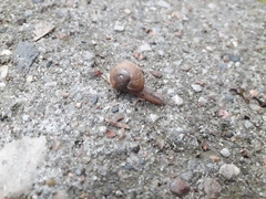Helix pomatia