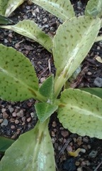 Kalanchoe gastonis-bonnieri