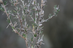 Wahlenbergia cinerea