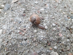 Helix pomatia