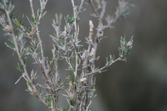 Wahlenbergia cinerea