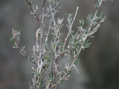 Wahlenbergia cinerea