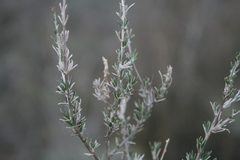 Wahlenbergia cinerea