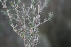 Wahlenbergia cinerea