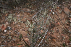 Wahlenbergia cinerea