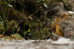 Grallaria quitensis
