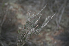 Wahlenbergia cinerea
