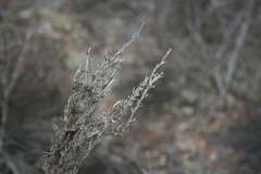 Wahlenbergia cinerea